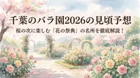 千葉のバラ園2026の見頃予想はいつ？桜の次に楽しむ「花の祭典」の名所を徹底解説！